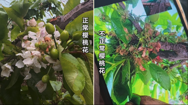 ▲左側(cè)為正常櫻桃花，右側(cè)為用私配授粉藥后的櫻桃花。新京報記者 閆沫琛 攝